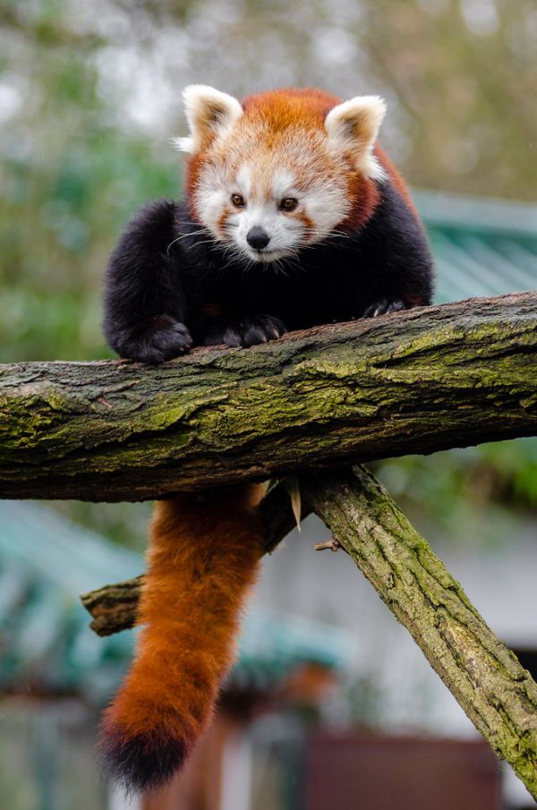 Red Panda