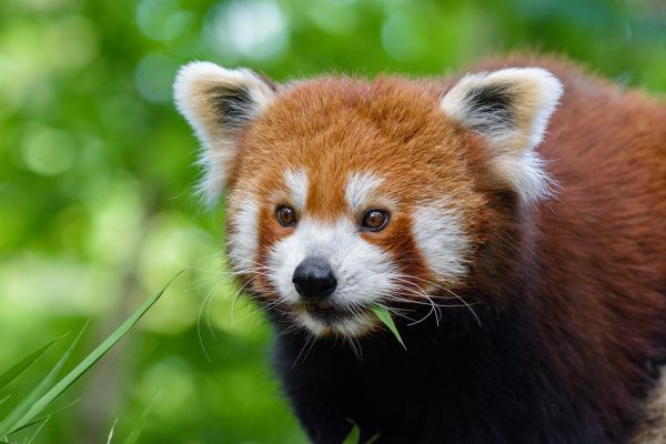 Red Panda