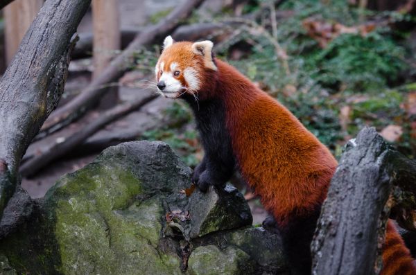 Red Panda