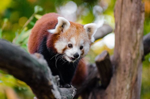 Red Panda