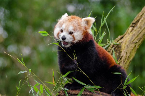 Red Panda