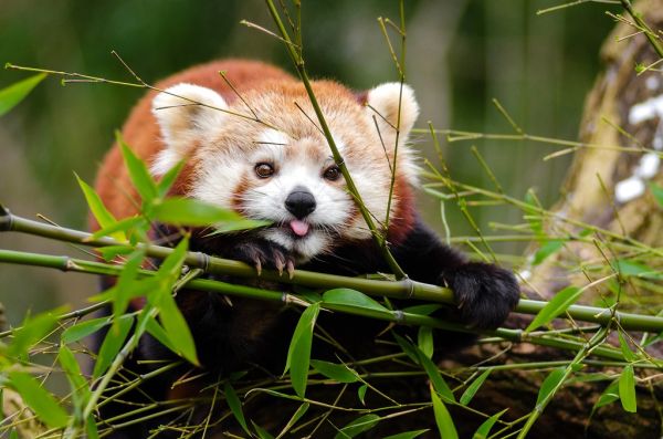 Red Panda
