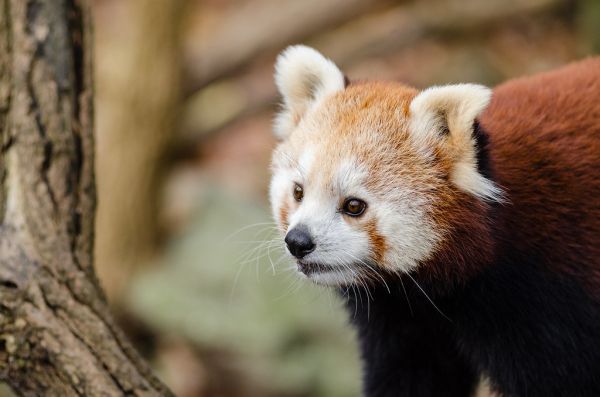 Red Panda