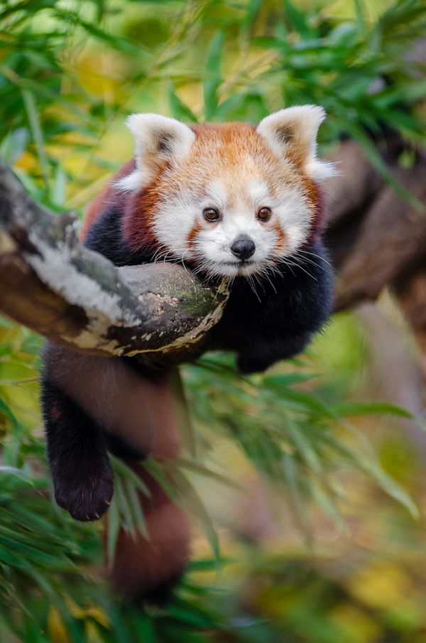 Red Panda