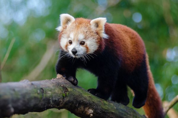 Red Panda