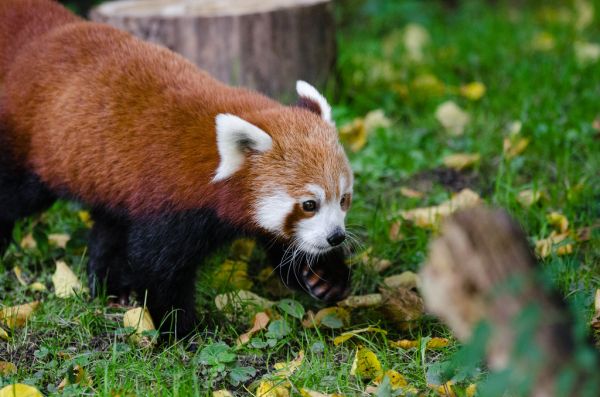 Red Panda