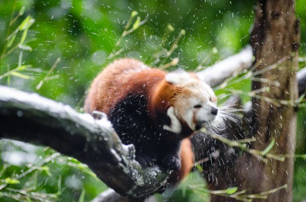 Red Panda