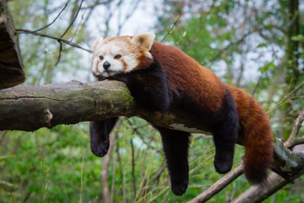 Red Panda