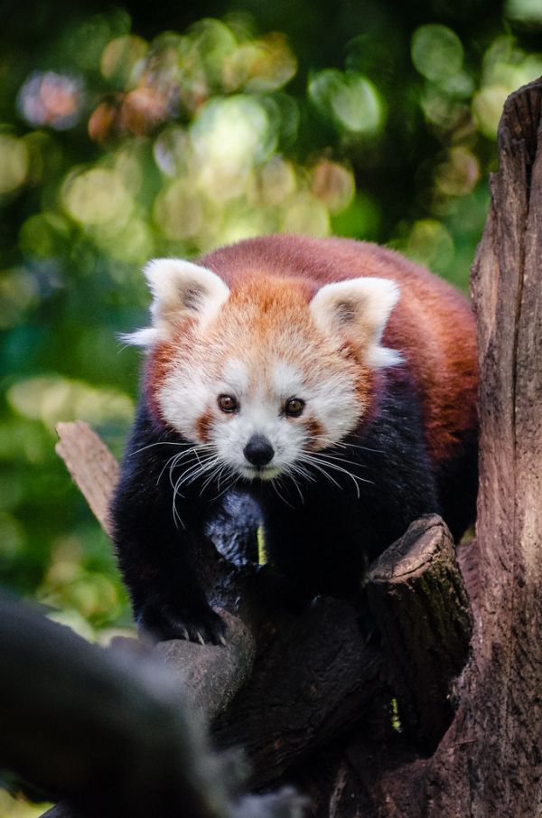 Red Panda