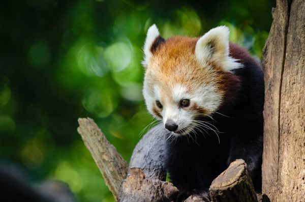 Red Panda