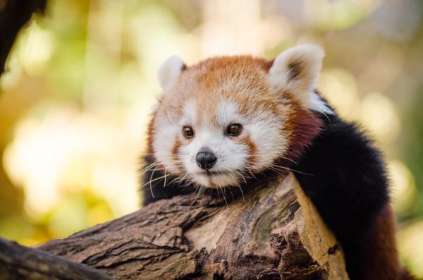 Red Panda