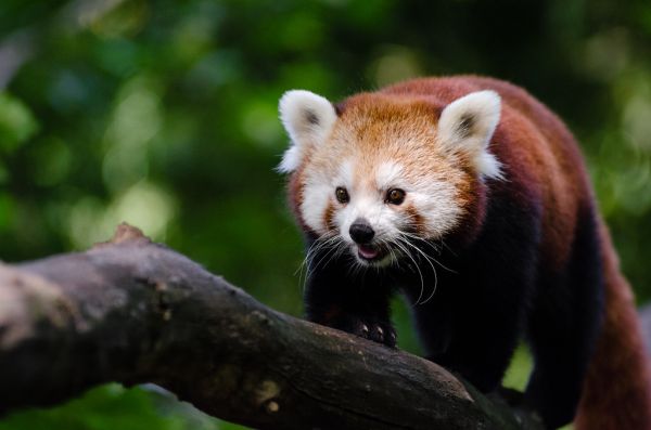 Red Panda