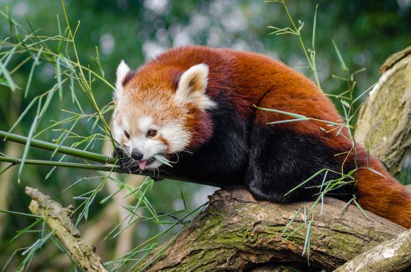 Red Panda