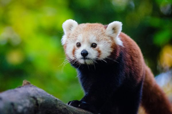 Red Panda