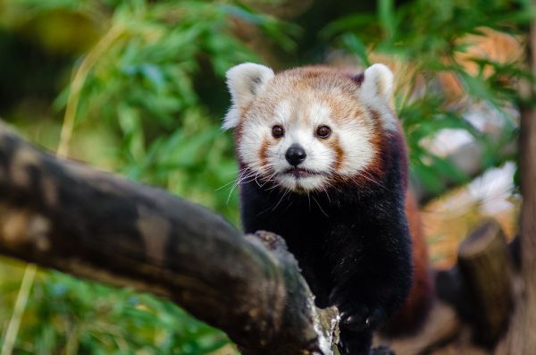 Red Panda