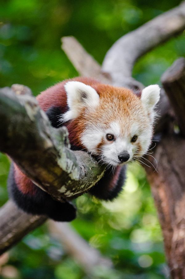Red Panda