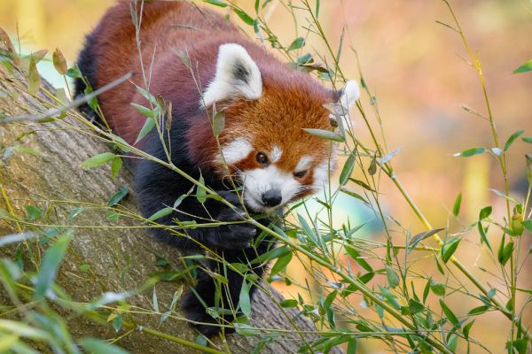 Red Panda