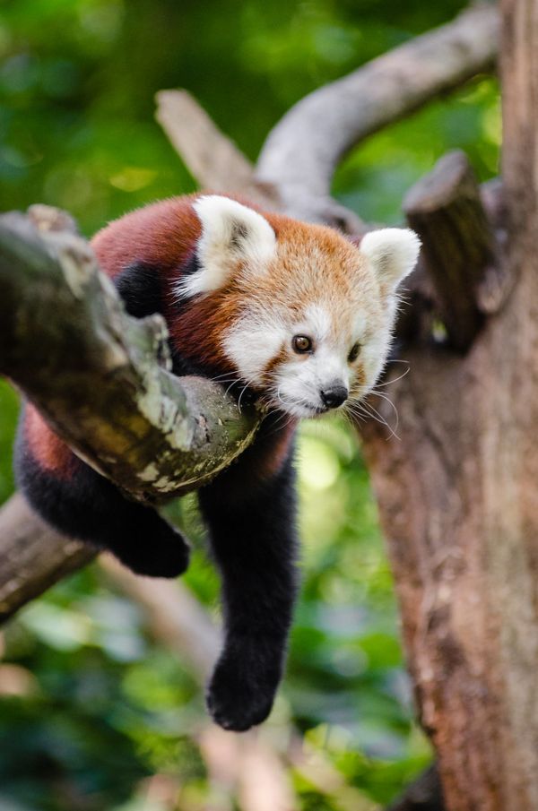 Red Panda