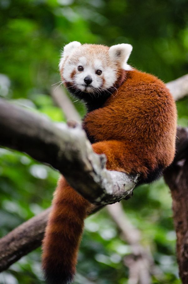 Red Panda