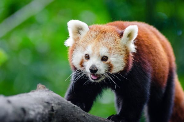 Red Panda