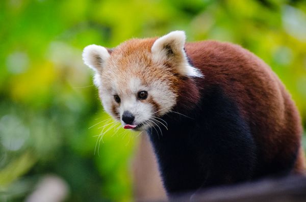 Red Panda
