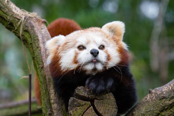 Red Panda