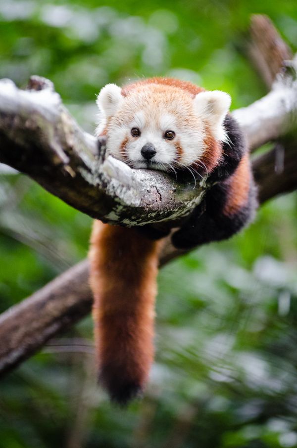 Red Panda