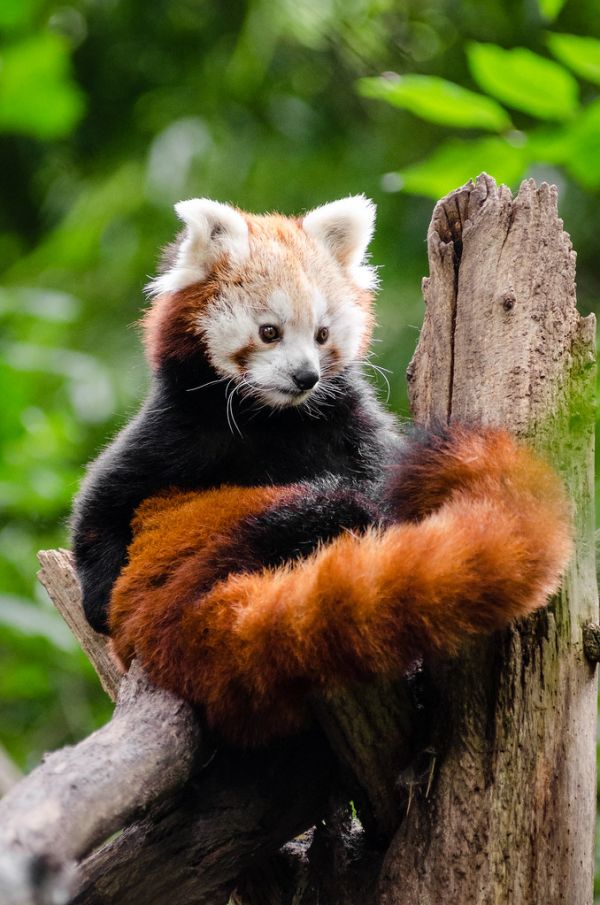 Red Panda