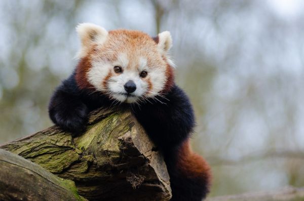 Red Panda