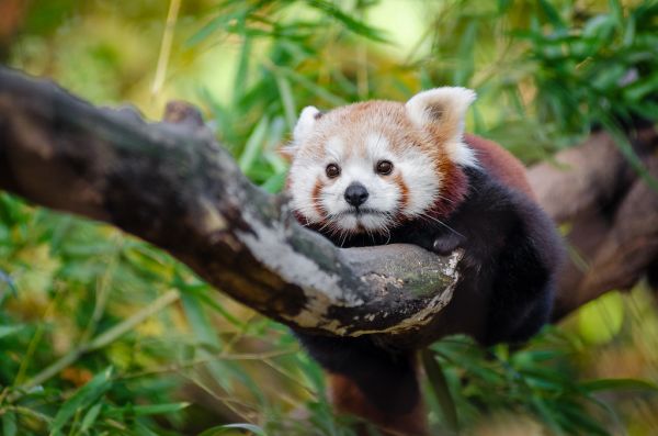 Red Panda