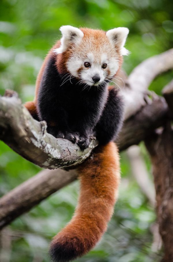 Red Panda