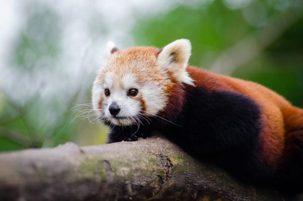 Red Panda