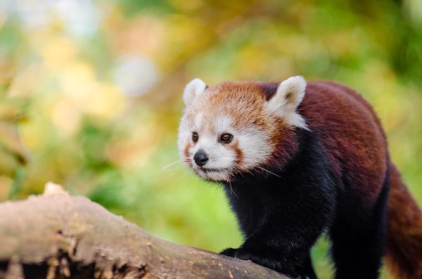 Red Panda