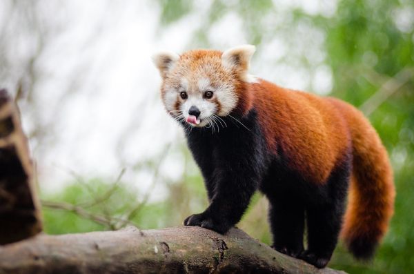Red Panda