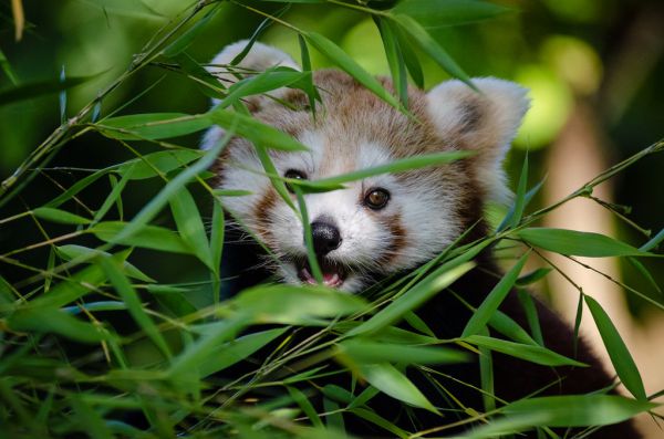 Red Panda