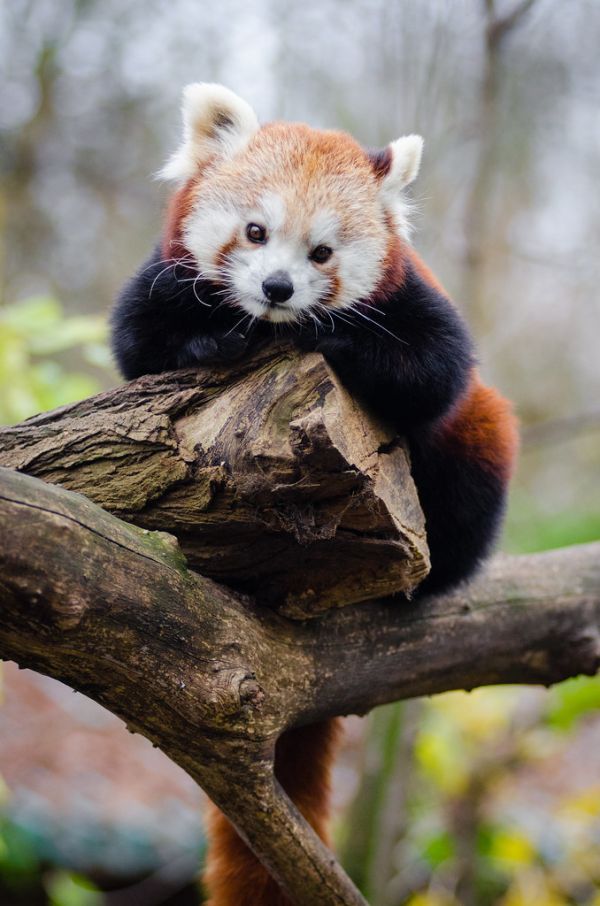 Red Panda