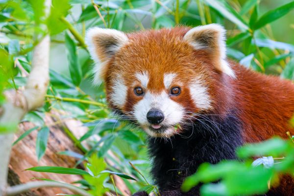 Red Panda