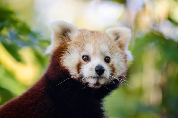 Red Panda