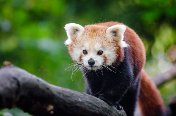 Red Panda
