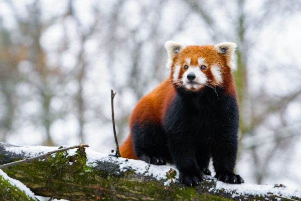 Red Panda