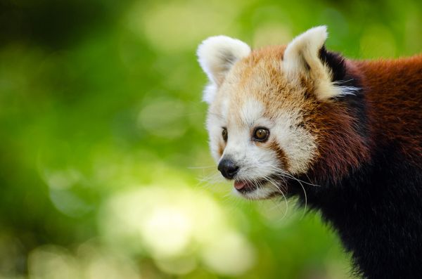 Red Panda