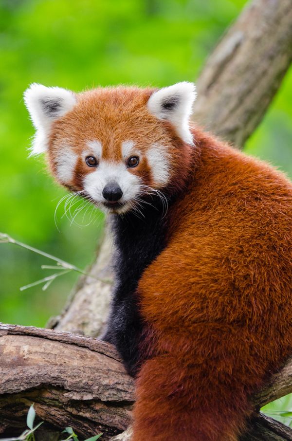 Red Panda Bamboo Dinner