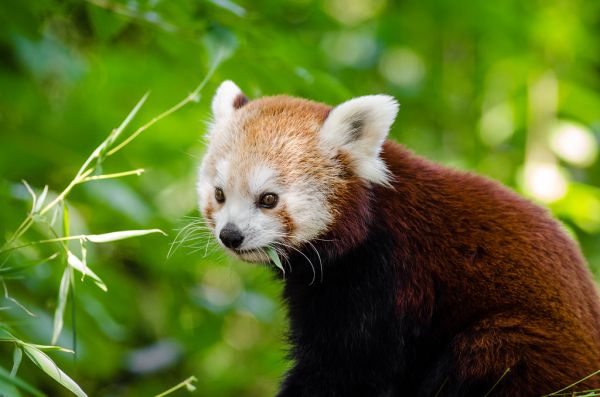 Red Panda