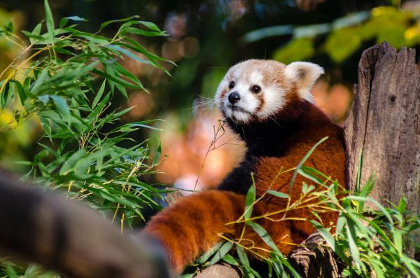Red Panda