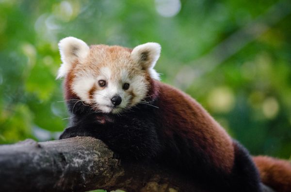 Red Panda