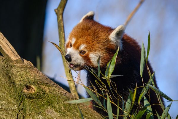 Red Panda