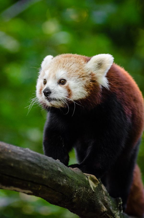 Red Panda