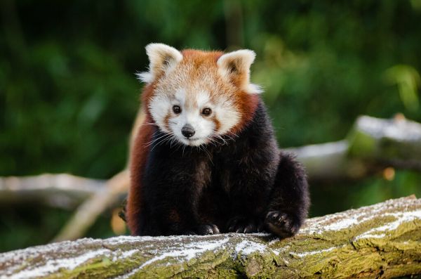 Red Panda