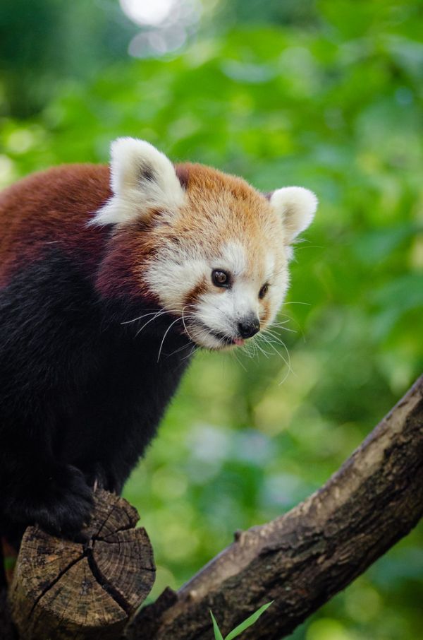 Red Panda Day 2015