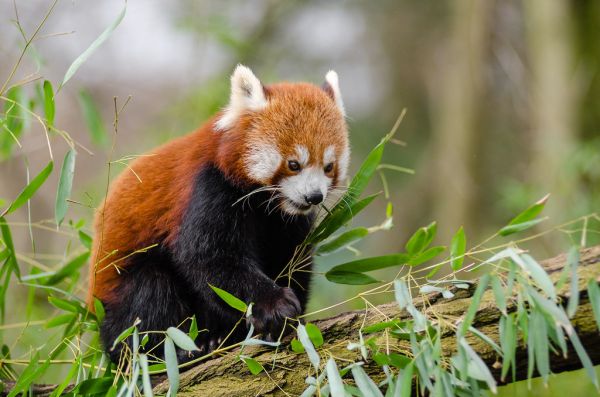 Red Panda